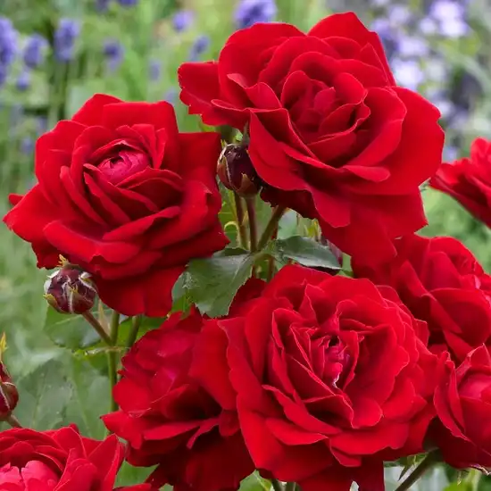 Trandafiri Floribunda - Trandafiri - Nina Weibull® - 